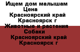 Ищем дом малышам › Цена ­ 100 - Красноярский край, Красноярск г. Животные и растения » Собаки   . Красноярский край,Красноярск г.